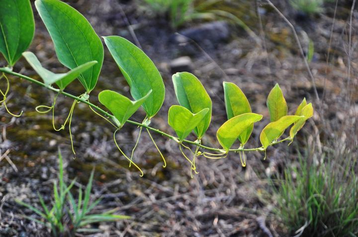 江南物语|金刚刺_腾讯新闻