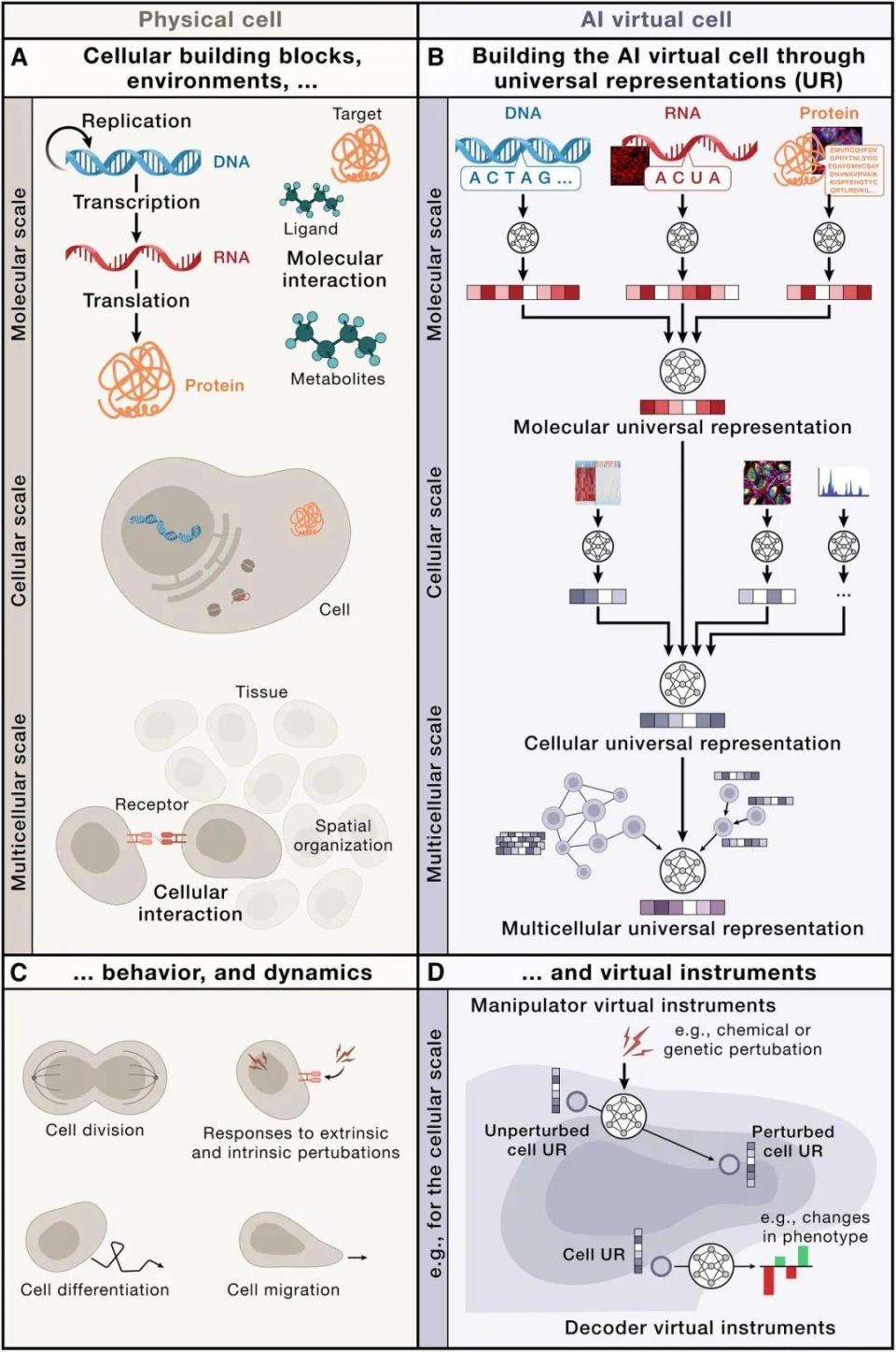 Cell：AI虚拟细胞，生命科学的“终极沙盘”？_腾讯新闻