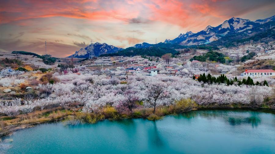 漫山樱花开昆嵛山翘首盼客来