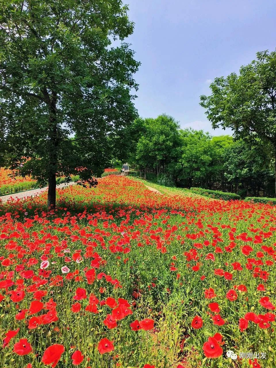 初夏大连看花最好的免费公园董家沟植物园