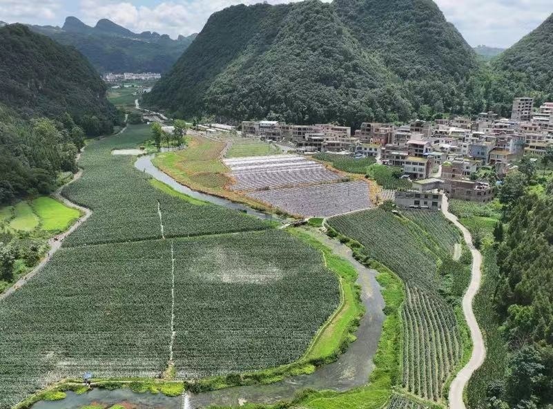 贵州长顺:黄瓜喜迎丰收