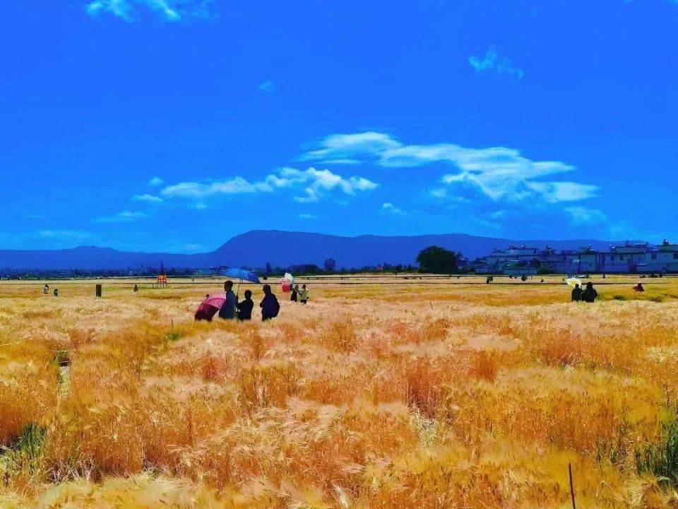大理的夏天,会是什么颜色?