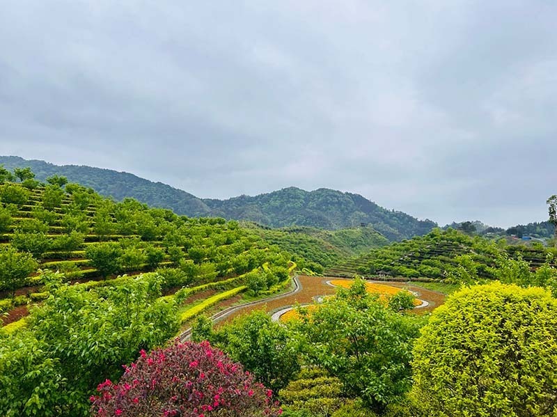 湖南安化:绿满茶园春意浓