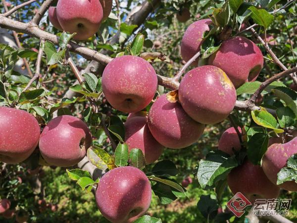 近年来,宾川县平川镇整合资金,项目,人才等资源,不断改善基础设施,选