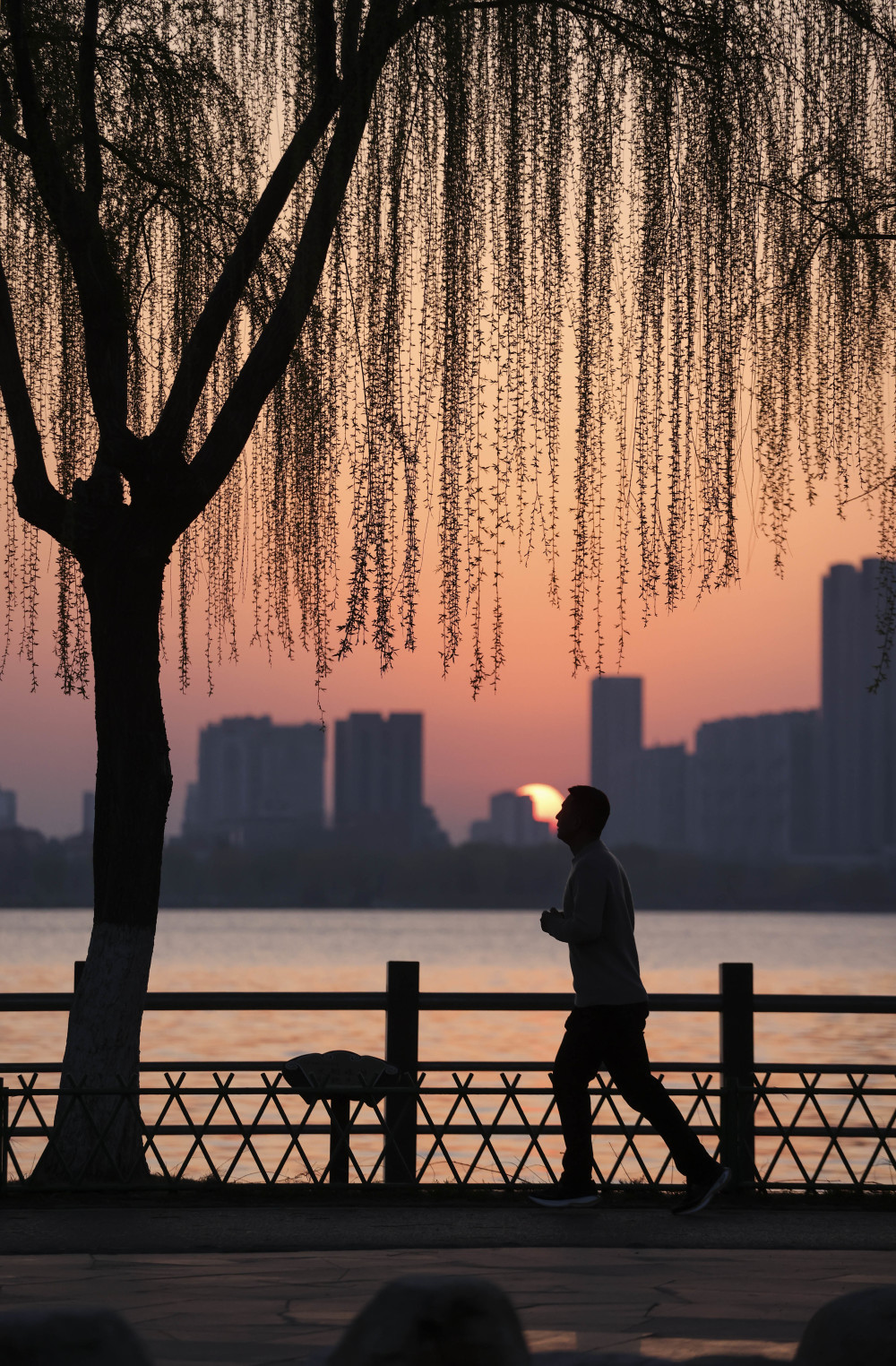 (镜观中国·新华社国内新闻照片一周精选)(8)万条垂下绿丝绦