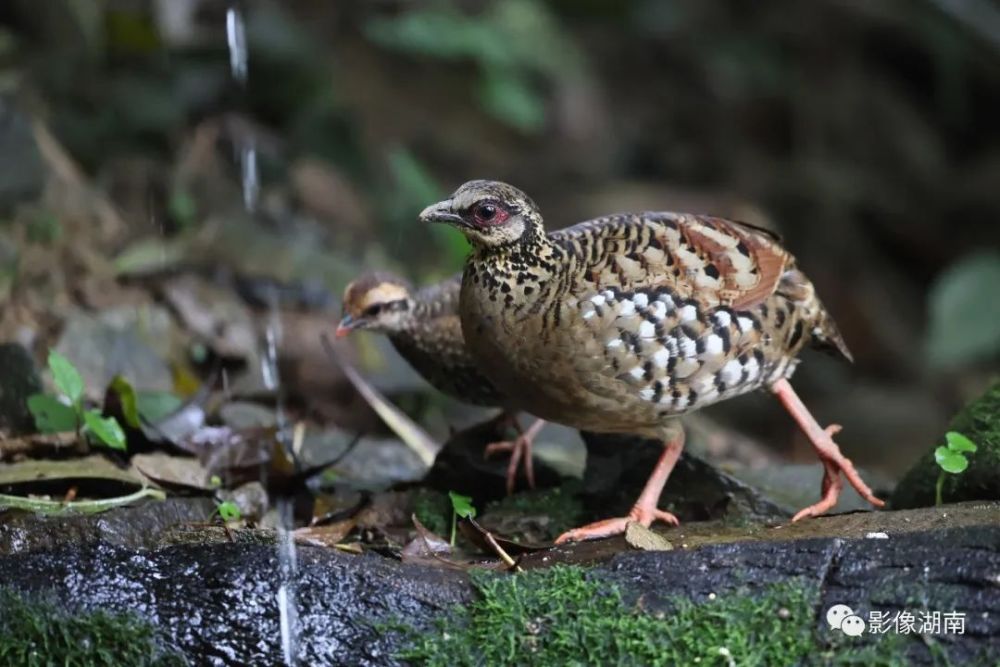 褐胸山鷓鴣白眶斑翅鶥看這位攝影師鏡頭裡的鳥鳴嚶嚶