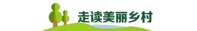 乡村周记 | 韶关新丰300多亩油菜花盛开;汕尾海丰黄