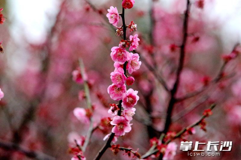 组图丨太阳露脸烈士公园红梅艳