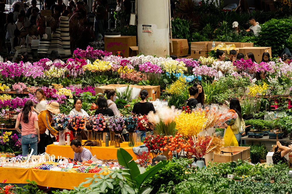 云南昆明:斗南花卉市场人头攒动