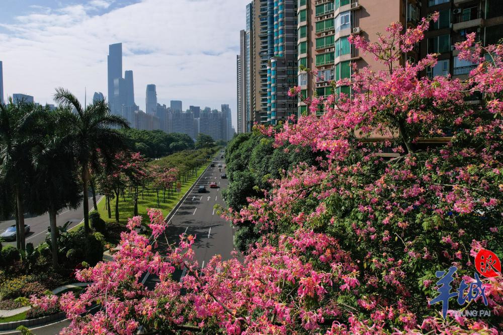 图集广州街头美丽异木棉盛放