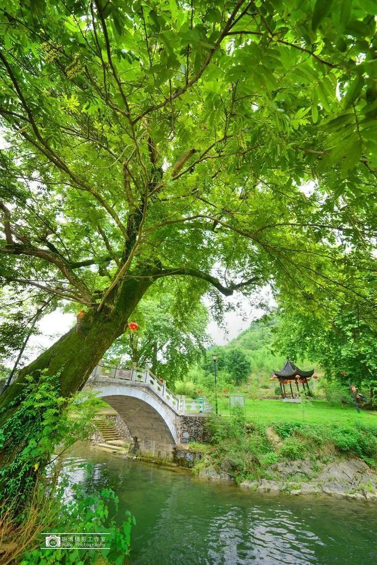 云雾缭绕,处处皆是"薄荷曼波"元素~几许绿韵满园风光"池上碧苔三四点