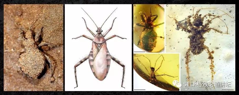 入了琥珀这个"坑",我才发现地球上曾经存在过这么奇特的生物 | 王博