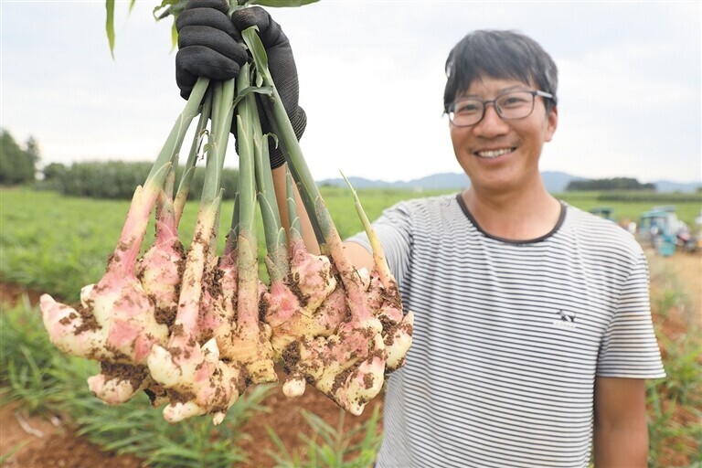 [南方生姜网-图片加载]