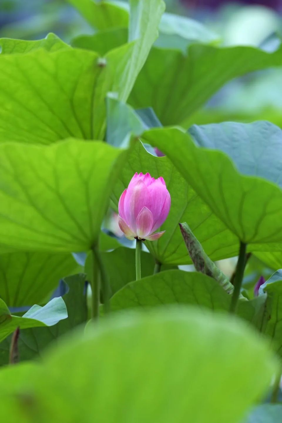 仲夏时节,正是荷花粉白黛绿之时