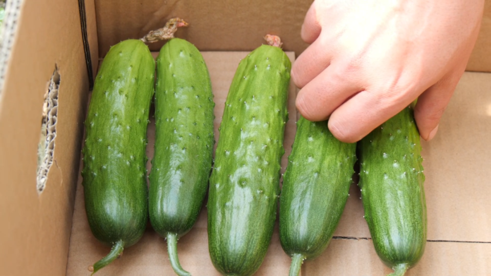 南漳:本地小黄瓜上市啦,"卖不赢,根本卖不赢!"_腾讯新闻