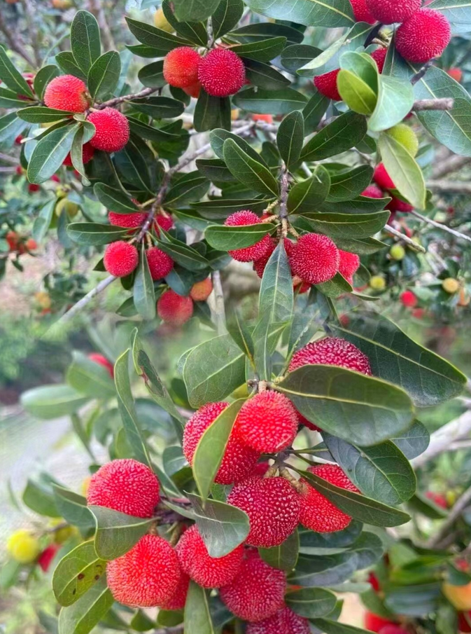 漂亮的杨梅图片大全图片