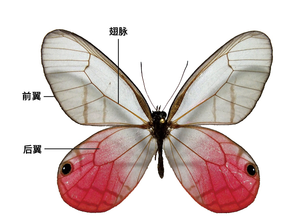 蝴蝶之翼中藏着哪些色彩奥秘?