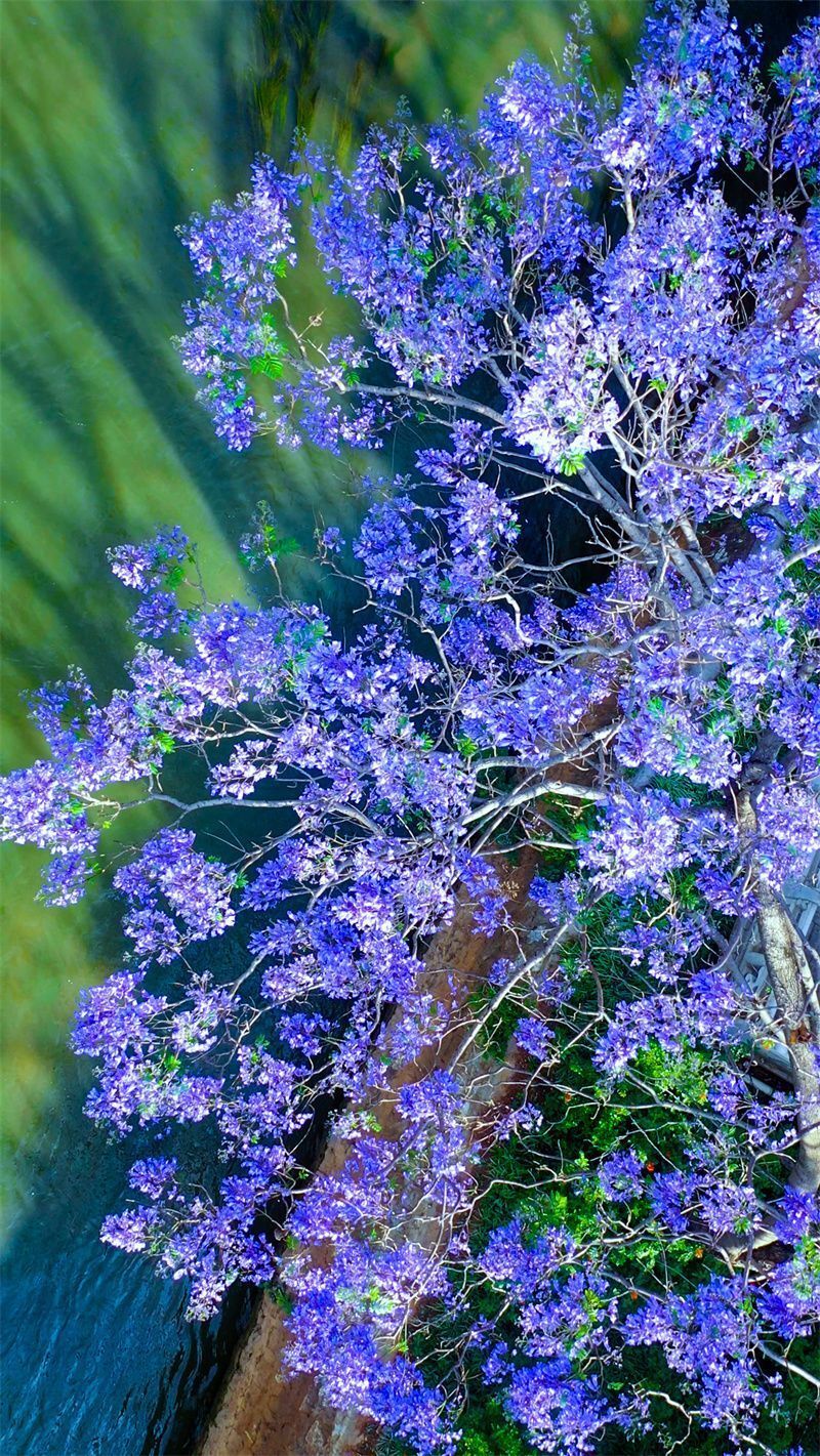 被红河的春天"硬控"了!_腾讯新闻