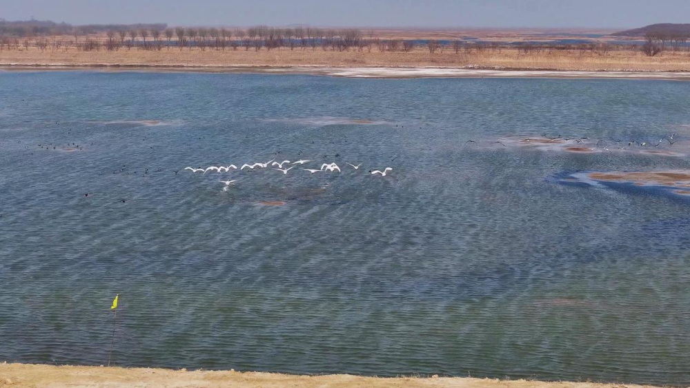 沧州南大港湿地修复见成效春意盎然绘新景