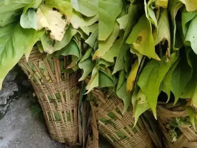 [南方生姜网-图片加载]