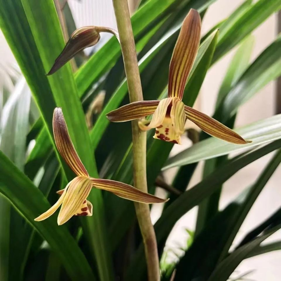 品读丨"沅有芷兮澧有兰"的"兰"是什么?