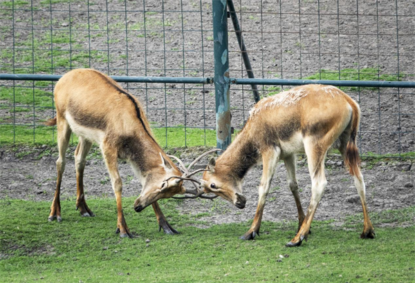 泰州溱湖湿地公园:上演鹿王争霸赛