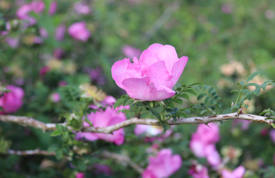 花开了!"黄金果"要来了