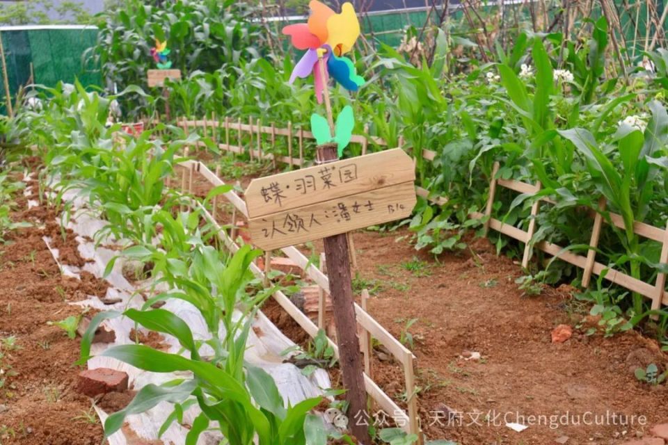 "爱种菜"是成都人的血脉觉醒?