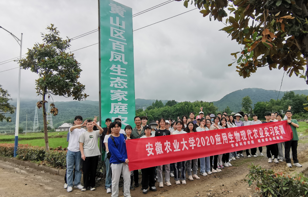 黄山新农人 | 汤凤:有机菊花香四溢,引得客商纷至来