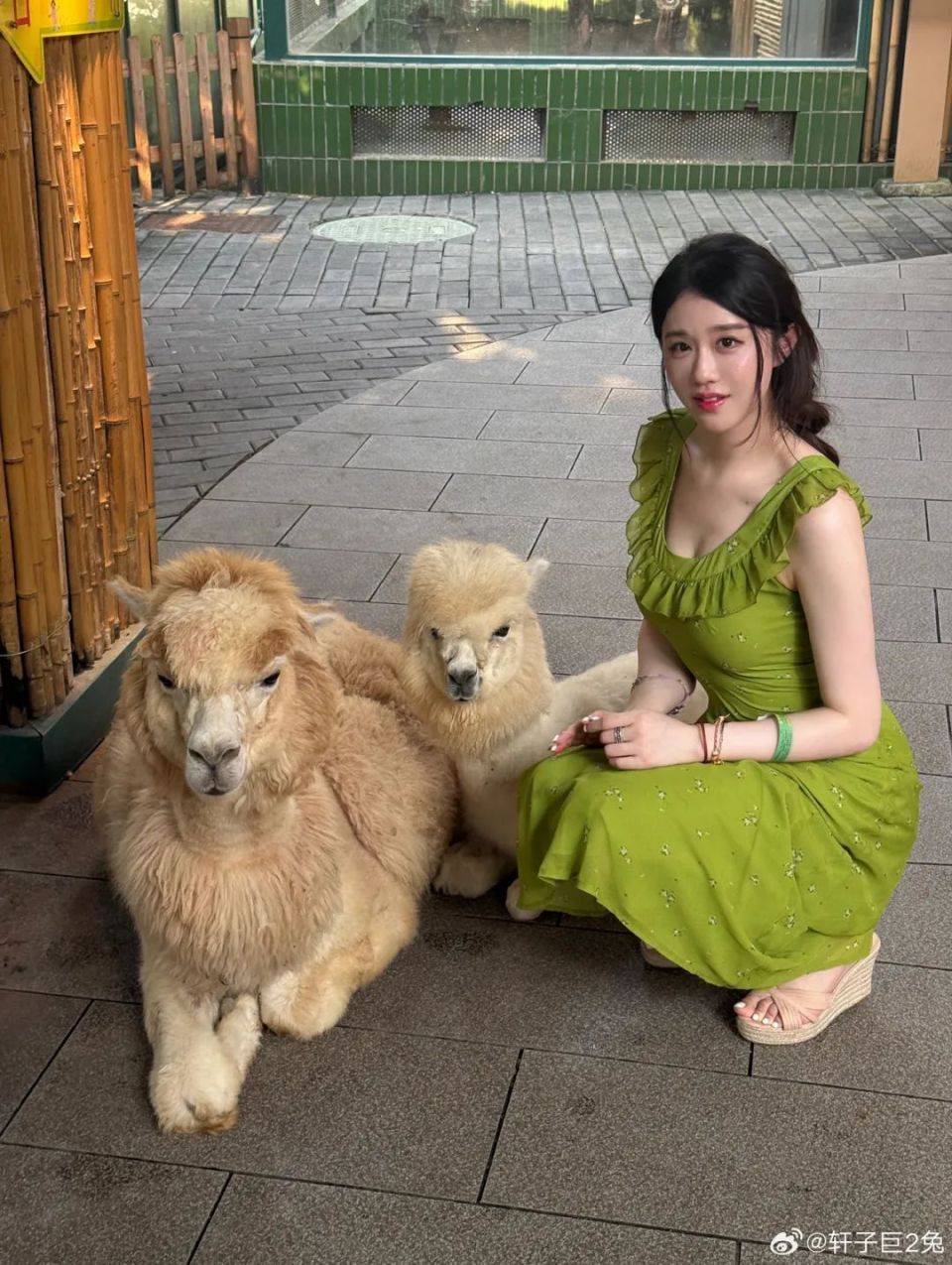 轩子巨2兔晒美照!