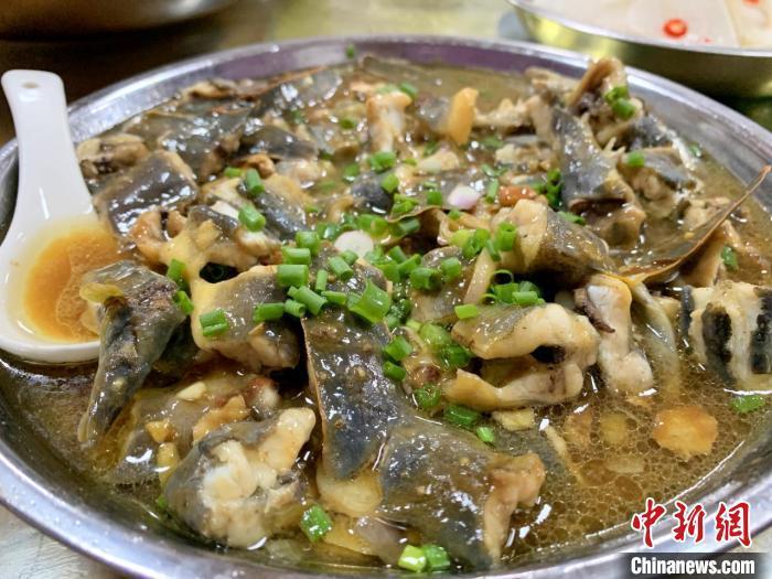 广东江门刺鳅肥煮酒烹汤特鲜美