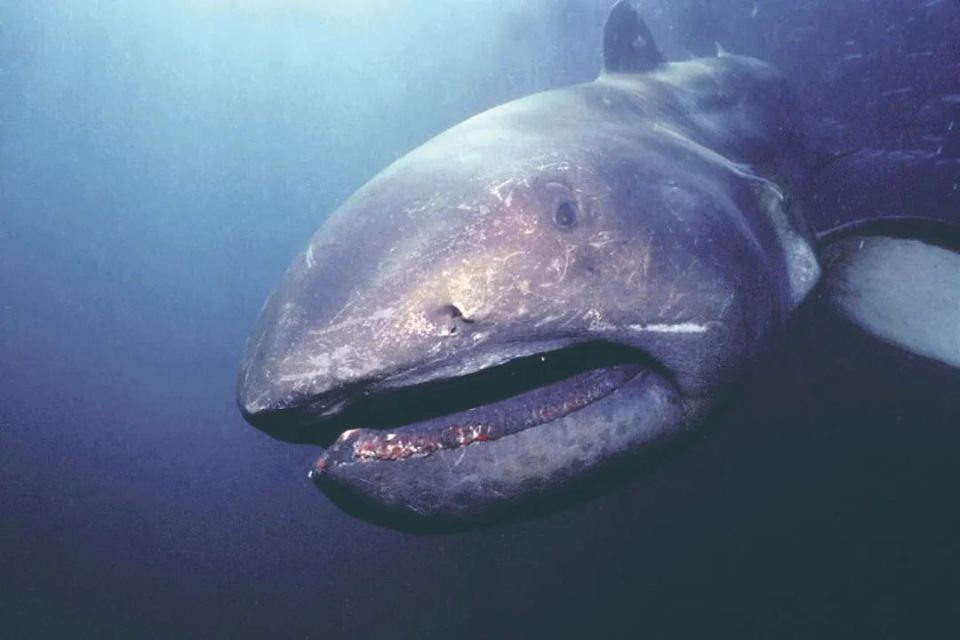巨齿鲨可能生存至今吗?