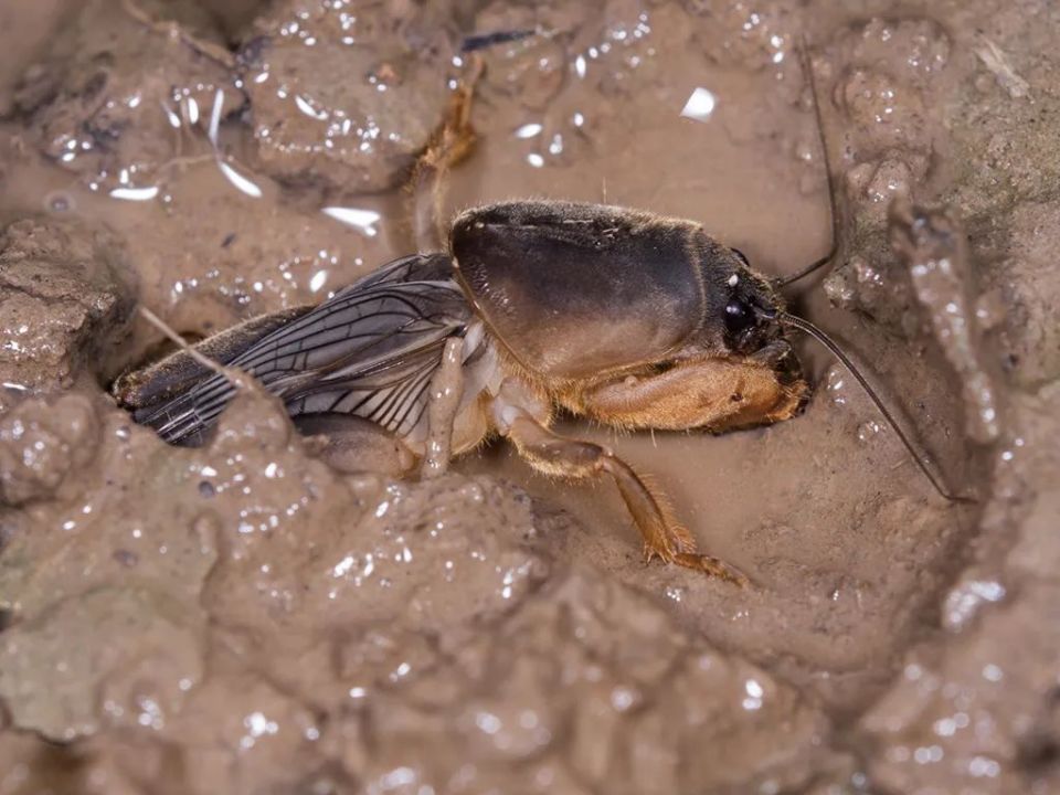 曾是农田里一大祸害,专咬作物根,人称"土狗子",如今60元/斤很珍贵