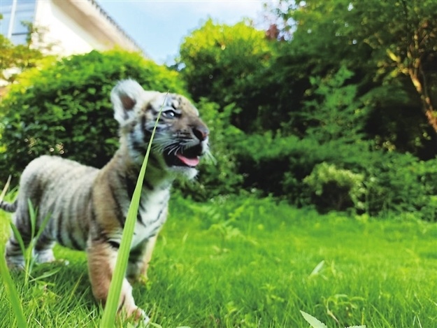 动物园喊你来认养自己的"崽" 华南虎,长颈鹿,亚洲象