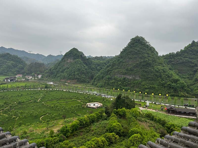 湖南沅陵:漫山吐新绿 茶香飘满城