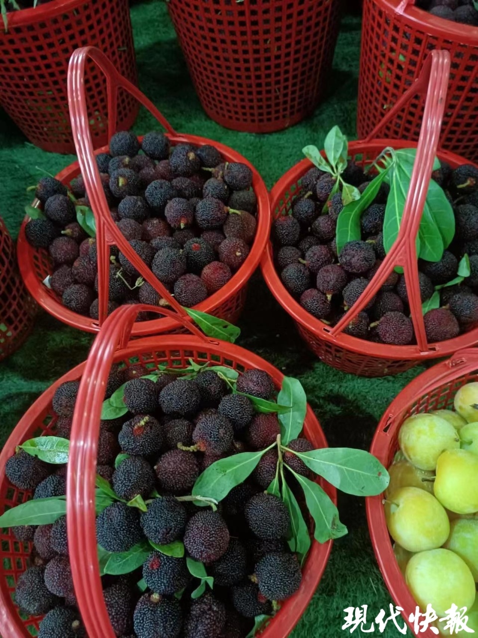 口福满满!苏州地产杨梅已少量上市