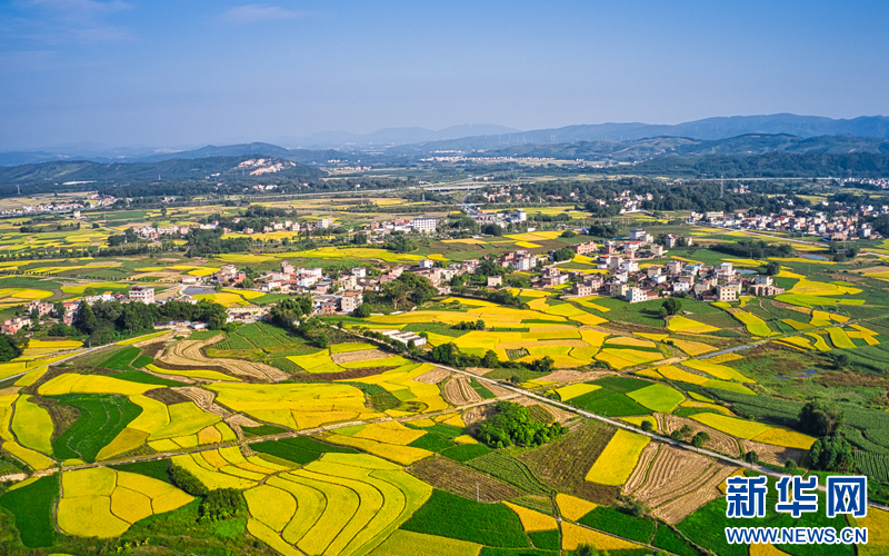 乡村振兴在行动广东乳源聚力百千万特色产业链就民族地区乡村振兴新