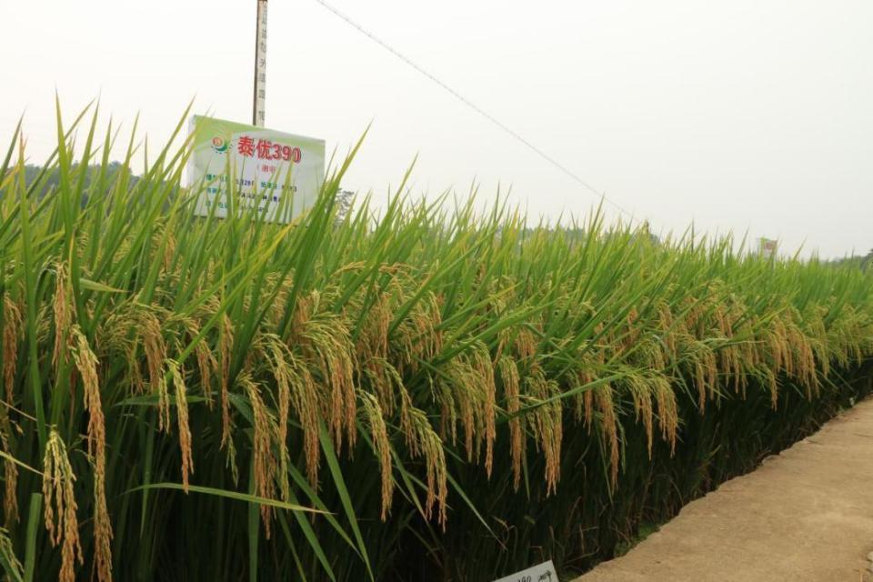该品种是由广东省农科院水稻研究所选育,湖南金稻开发应用的三系杂交