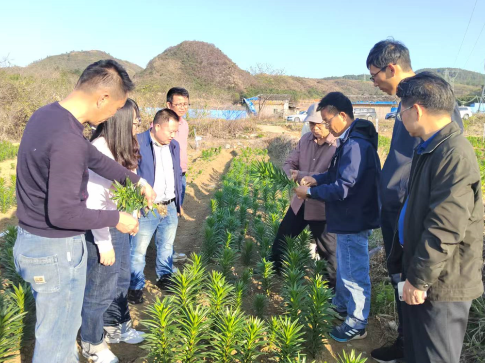 连州市龙坪镇:省农科院专家"把脉开方" 助力农业产业提质增效