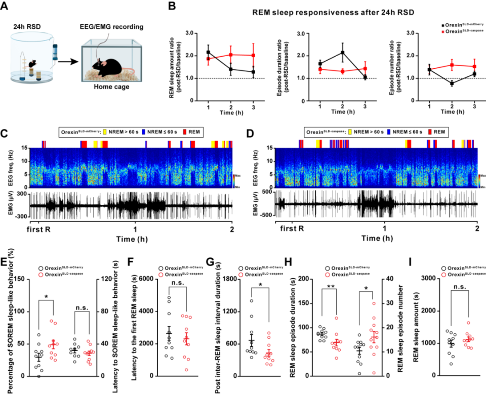research︱陆军军医大学张骏/胡荣团队揭示下丘脑-蓝斑底核食欲素神经