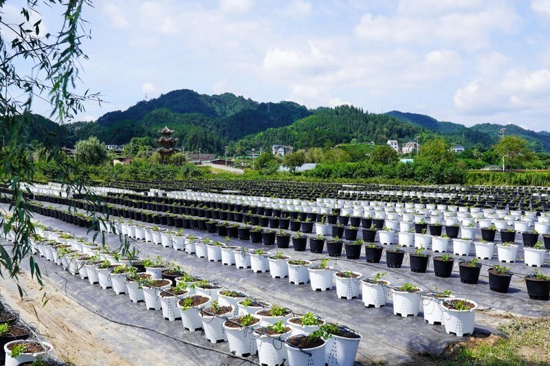 中国最大的蓝莓基地图片