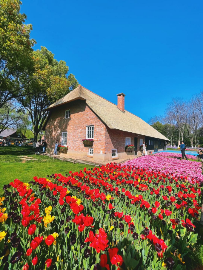 南京滨江公园:郁金香"出圈" 激发春日旅游新活力_腾讯