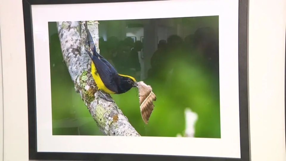 顶尖摄影高手云集,探秘珍稀鸟类魅力瞬间_腾讯新闻