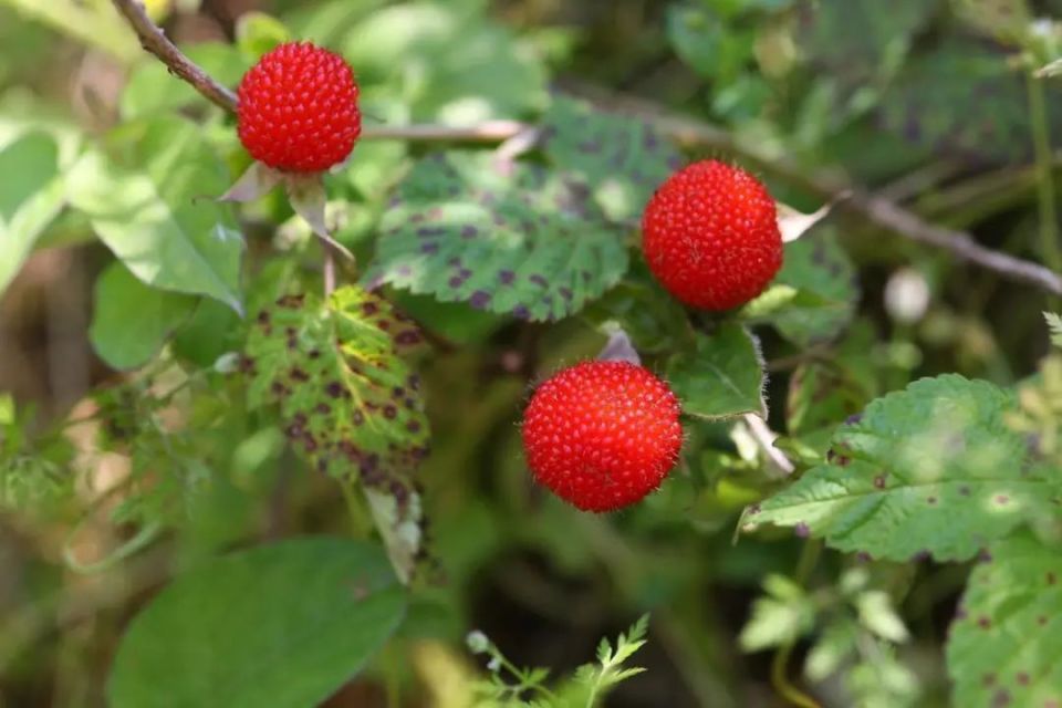 形如草莓,蓬蘽与树莓黑莓覆盆子等植物同为悬钩子属,可以看做是上海