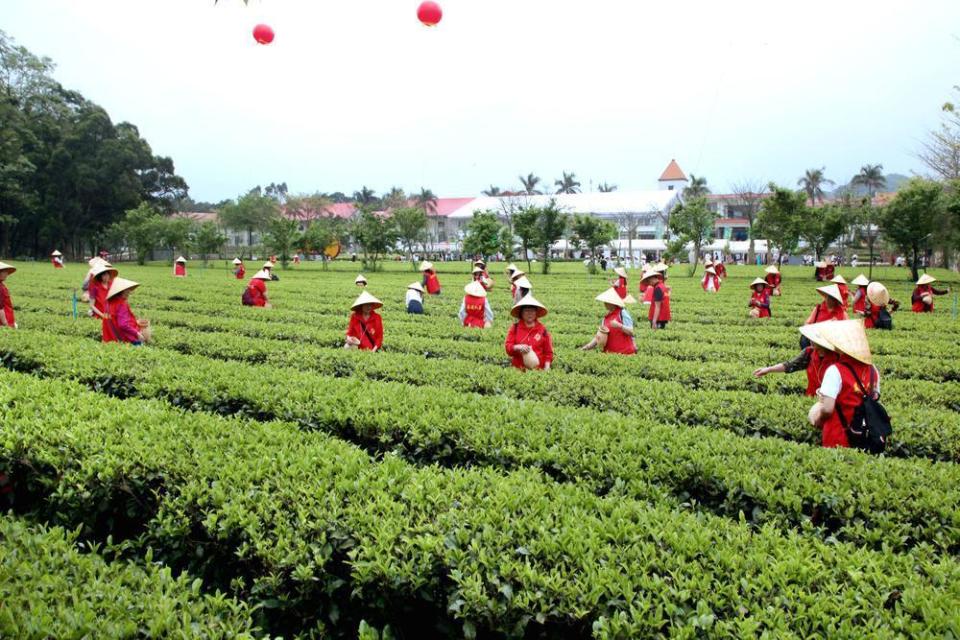 奋力迈向百亿产值英德红茶头采季活动赋能产业发展