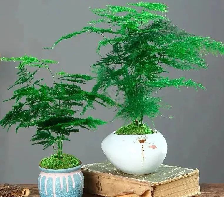 这些绿植盆栽,是净化空气的"神器"