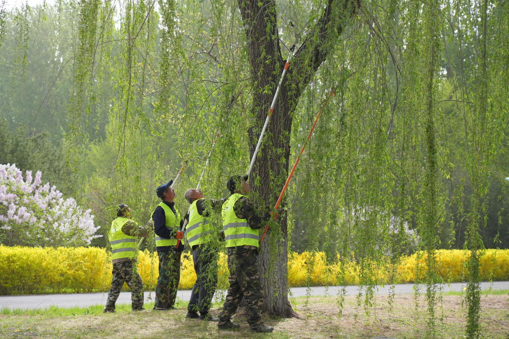 从根源解决飘絮问题北京繁育不飞絮新优杨柳雄株5万余株