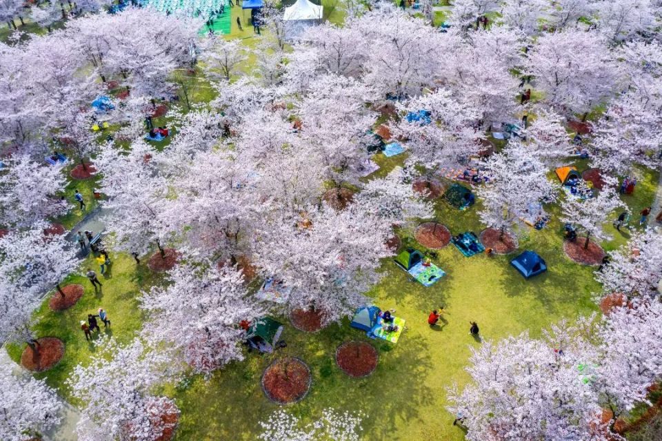 最大的染井吉野正在逐步绽放顾村公园内上海樱花节如约而至春风十里
