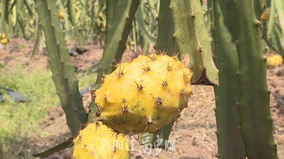 永安镇新房村:燕窝火龙果上市_腾讯新闻