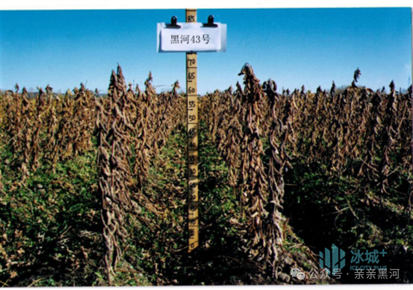 全部为省农科院选育品种,分别是:大豆黑河43,黑农84,黑农531,绥农52